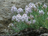 Linaria verticillata ssp. anticaria